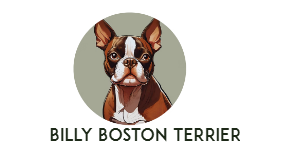 BILLY BOSTON TERRIER 